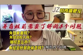 如何饲养角蛙.角蛙有毒吗？角蛙会咬人吗？被角蛙咬怎么办视频封面