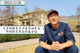 月季的根系需要多少度才开始生长，何时给月季浇水最合适#月季视频封面