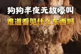狗狗半夜无端嚎叫难道有什么东西吗 #宠物 #宠物救助视频封面
