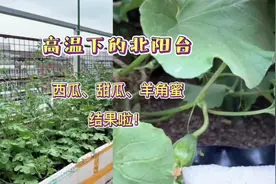高温下北阳台小菜园，西瓜、甜瓜、羊角蜜都已经开始结瓜啦视频封面
