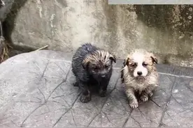 一流浪狗暴雨中叼着孩子来求救，像极了人类爱自己的孩子，经过搜索，两狗宝全找到#狗狗 #母爱 #妈妈 视频封面