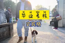训练后的狗狗能听话到什么程度。#苏州训犬 #上海训犬师