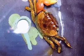 #蟹坚强 跟铁锤战斗过的蟹坚强，自断一臂。敬佩，吃东西还是不太习惯😓。视频封面