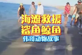 万物皆有灵性，鲨鱼和鲸鱼也会感恩人类呢！#动物世界 #解说