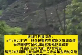 杭州野生动物世界三只金钱豹外逃，已追回一只，动物园主要负责人已被控制！视频封面