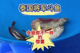 泰国将军斗鱼，繁殖路上会给你不一样的惊喜，一条只要12元视频封面