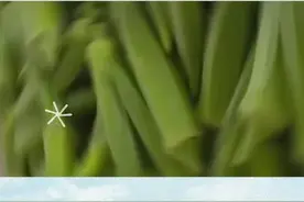 秋葵套种西瓜，新模式敲开致富大门，一亩能赚8000！ #农业  #致富 视频封面