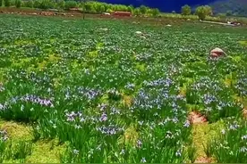 高原上的马莲花盛开了，美的让你陶醉#风景 #治愈系风景 #跟着抖音转青海 #在抖音看见美好 #大自然的美视频封面