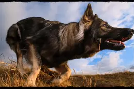 狼狗的叫声，狼犬的叫声