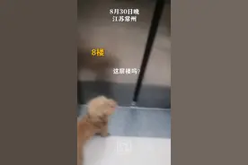 遇到走失的狗狗，好心小伙每层电梯帮它找家，找了两个单元终于找到主人。