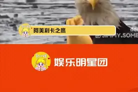 #阿美利卡之鹰 谁干的谁干的，太有才了吧视频封面