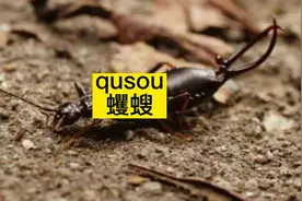 蠼螋，听说是一种会钻耳朵的虫子#虫子#蠼螋#科普知识 #科普视频封面