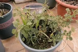 分享“蓝莓”全套盆栽种植方法！再也不用去市场买视频封面