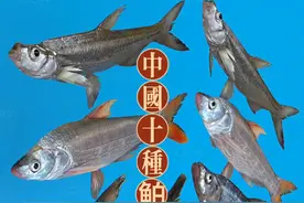 #钓鱼#翘嘴鱼种类 精选了中国10种常见的翘嘴鲌类鱼。