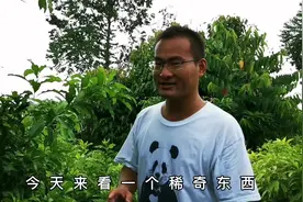 你没吃过的水果—黄晶果，今天来福建漳州寻找好吃黄晶果#新奇特视频封面