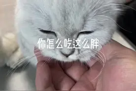 金毛有多爱吃醋 #宠物成精#宠物的潜在人格