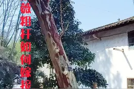 #盆景 今天分享紫薇粗杆嫁接补枝的方法，感谢大家一路的陪伴与关注。