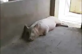 母猪产后发热所有症状#每天分享养殖小知识 #猪病知识视频封面