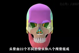 头骨有多硬？可承受200公斤~500公斤的力！#医学生懂医学生视频封面