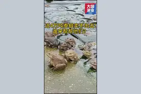 #蛙 #禁食 #水产养殖 #三农 @抖音短视频