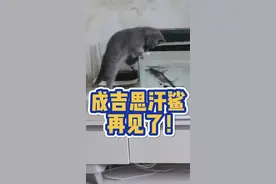 成吉思汗鲨火了，没想到这一火就是再也养不了了。 无奈的养鱼人啊！#观赏鱼 #养鱼日记 #水族 #成吉思汗鲨 视频封面