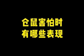 你了解你的仓鼠吗？一分钟带你了解仓鼠害怕时有什么表现视频封面