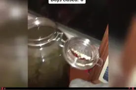 网友3年前从湖里取回一些动植物和水，封在一个瓶子里。  3年过去了，浑浊的水变得清澈透亮，水草渐渐变得繁茂…视频封面