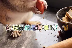 新手养松鼠的注意事项！#松鼠