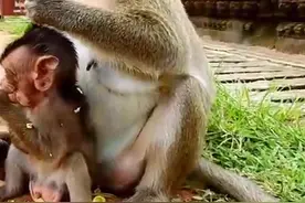 无情的猴子妈妈，不但抢夺小猴子的食物，还现在它的自由视频封面