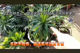 龙血树怎样一盆变多盆？修剪扦插是最快的方式，学会你也可以视频封面