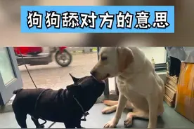 狗狗见面互舔，撅起大屁股都是什么意思、快来看！#法斗 #拉布拉多