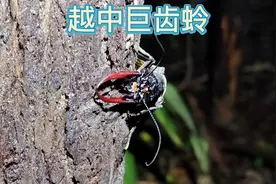 越中巨齿蛉#科普 #神奇动物在抖音 #昆虫