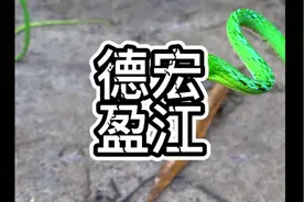鹤蛇、大蓝鞭。分布于云南 贵州 广西 广东 香港 福建 湖南
