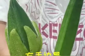 小朱带您了解金花葵与秋葵的区别#三农 #抖音小助手视频封面