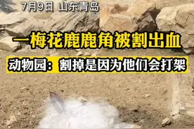 动物园：现在割鹿角对小鹿本身和工作人员以及游客都有好处