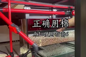 鱼缸干湿分离过滤棉这样铺，不阻水不堵棉轻松打造空气缸#龙鱼缸视频封面