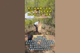 黄麂回家啦~#保护野生动物 视频封面
