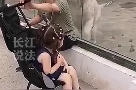 为什么不能背对着猛兽？他们会把你当成食物！看看这个视频#老虎 #遇到老虎怎么办视频封面