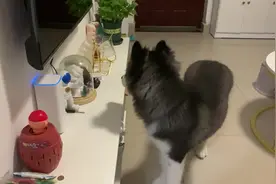 傻狗第一次听见音响里传出来的狗叫声的反应，从奇怪到不为所动。视频封面