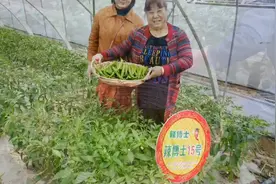 湘研种业“辣博士16号视频封面