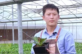 如何让绣球小苗快速饱满根系？见尖就掐！#天狼月季视频封面