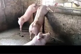 #育肥猪疫苗#每天分享养猪知识 #母猪饲养管理 视频封面