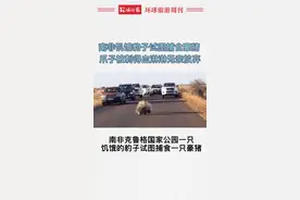 南非克鲁格国家公园一只饥饿的豹子近日试图捕食一只豪猪，与其搏斗一个半小时后伤痕累累，无奈认输放弃#南非 #豹子 #豪猪