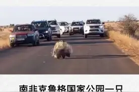 南非克鲁格国家公园一只饥饿的豹子近日试图捕食一只豪猪，与其搏斗一个半小时后伤痕累累，无奈认输放弃#南非 #豹子 #豪猪