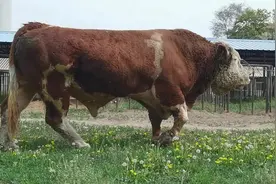 春暖花开人家褪毛你不褪，来自牛王的倔强！希望之星5735视频封面