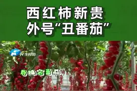 河南南乐：番茄小镇育有西红柿600多个品种 ，新贵“丑番茄”有芒果味#河南dou知道#番茄 视频封面