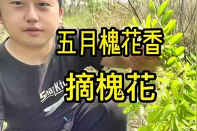五月槐花香，和奶奶一起摘槐花，小伙生吃槐花，道出了槐花的秘密视频封面