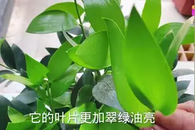 水培竹柏...视频封面