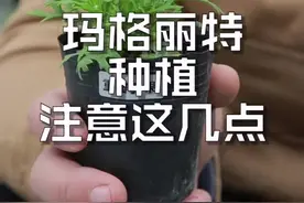 玛格丽特种植注意这几点。