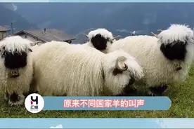 所以小羊说的都是外语啊！#不同国家的羊叫声   